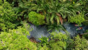 Klong Namsai (Klong Root). A small freshwater canal. The abundant natural springs beneath the soil surface in the midst of forest. narrow canal surrounded by thousand of trees.